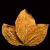 Leaf Tobacco